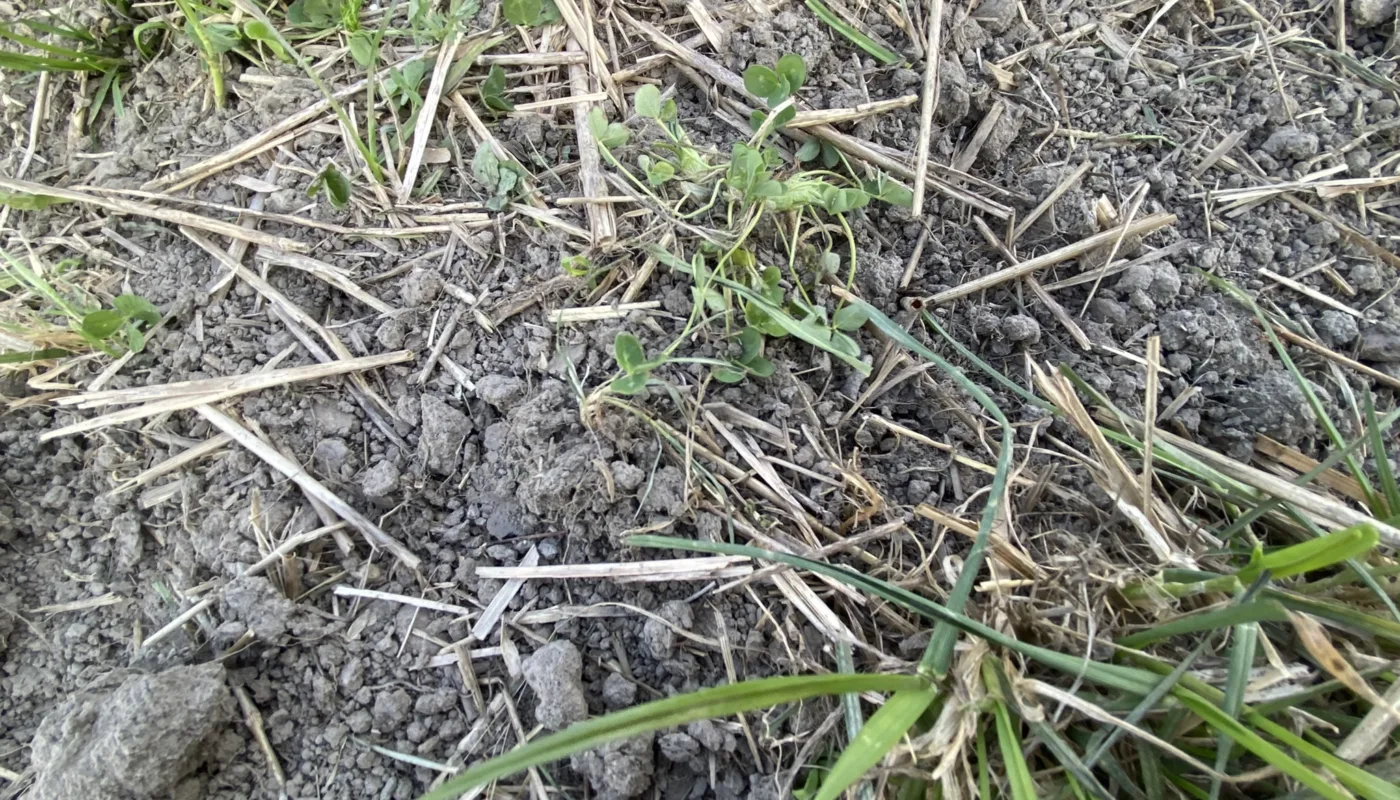 Vi undersøker effekt av fermentet Terra Biosa på overflatekompostering av underkultur. Her er underkultur kjørt over med beitepusser og biofres tidlig i mai. Vi undersøker effekt av fermentet Terra Biosa på overflatekompostering av underkultur. Her er underkultur kjørt over med beitepusser og biofres tidlig i mai. (Foto: Sissel Hansen)