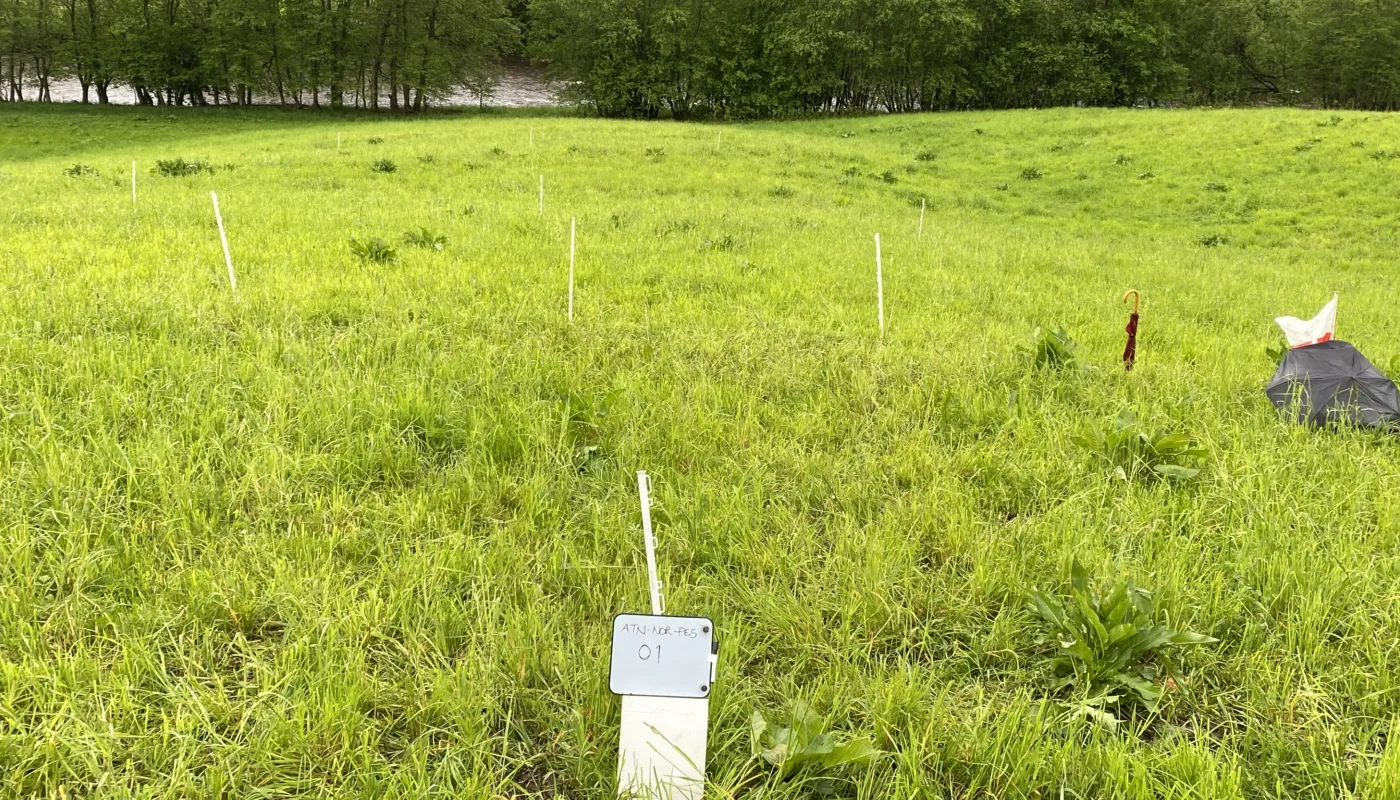 Heading Jord og begrepet regenerativ Metoden EOV (Verifisering av økosystemeffekter) skal avdekke, gjennom indikatorer og målinger, en trend der økosystemet regenererer (blir bedre) eller degenererer (blir dårligere) på et skifte i eng eller beite. (Foto: Reidun Pommeresche)