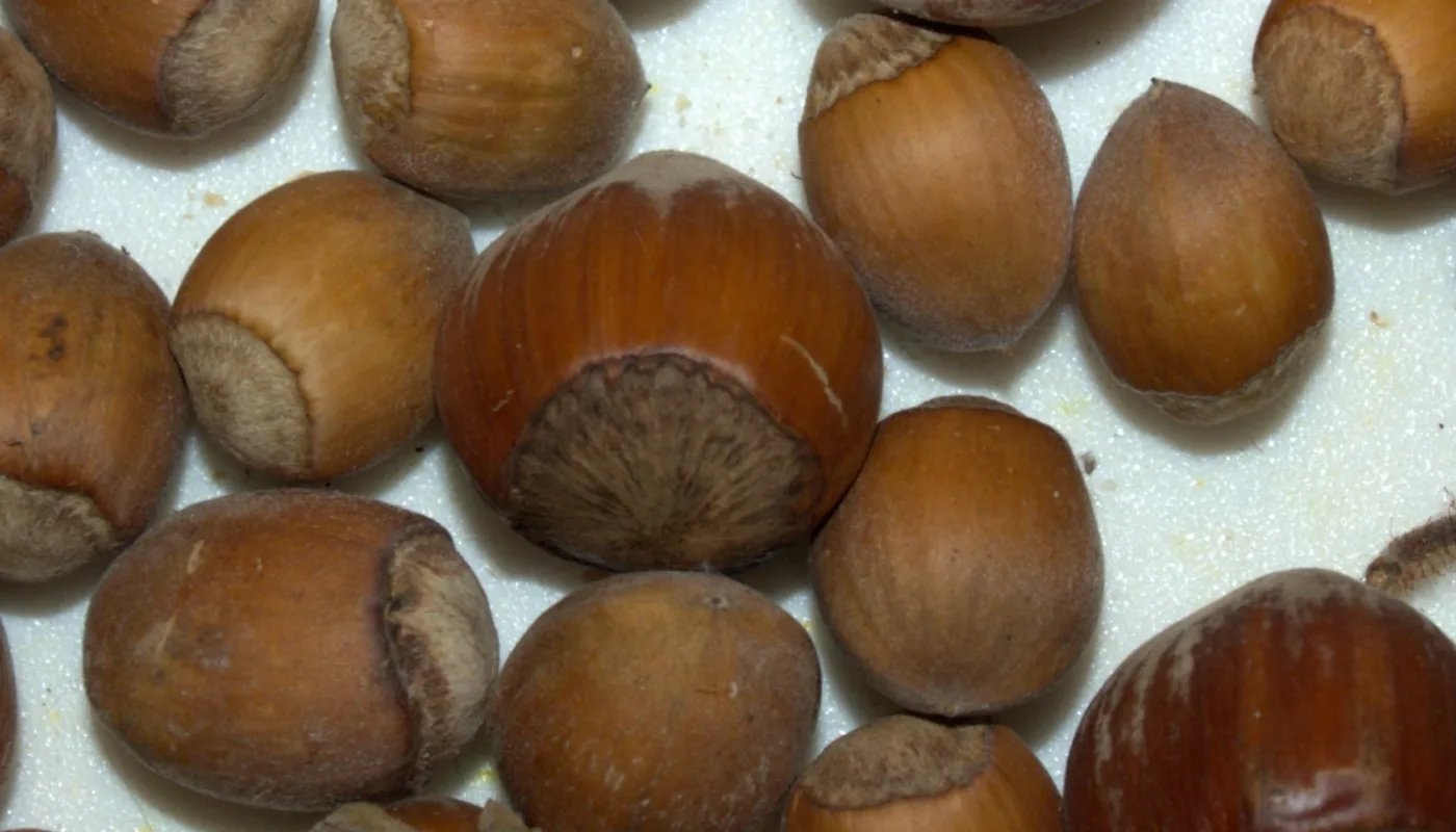 Hasselnøtter Vill hassel og storfruktet hassel med ulik størrelse på nøttene kan begge gi innovasjon til småbruk. (Foto: Susanne Friis Pedersen)