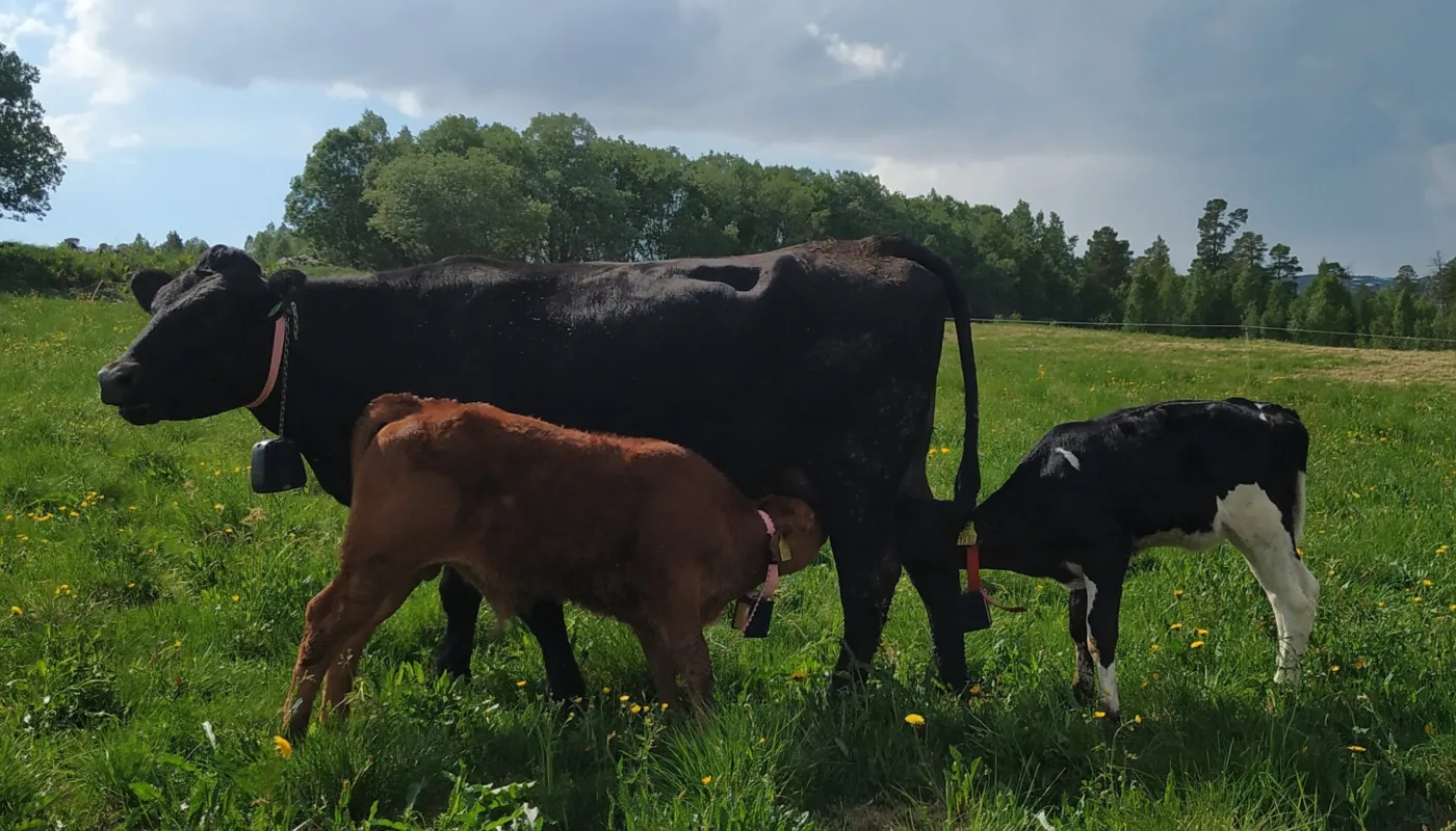 På Beite Kalver dier ku på beite. (Foto: Juni Rosann E. Johanssen)