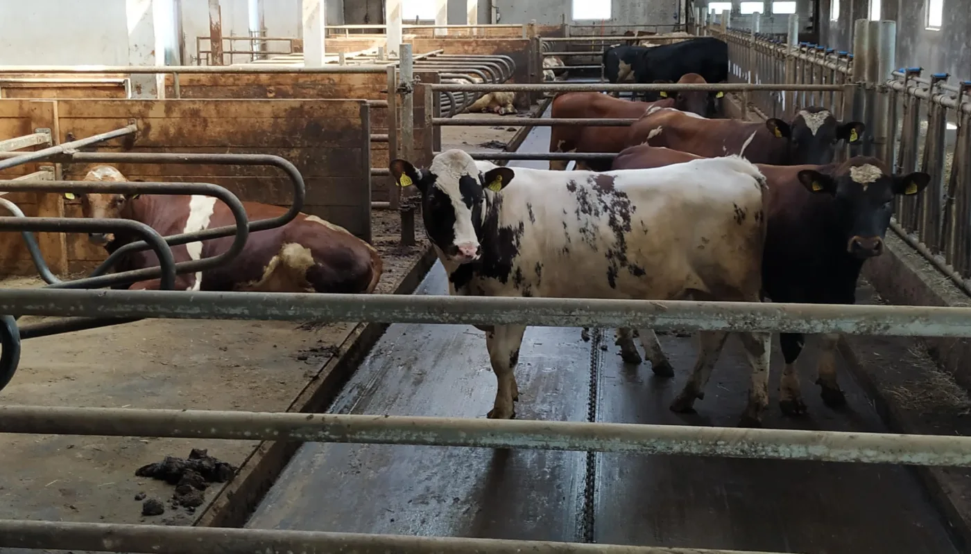 Løsdriftsfjøs Med Liggebåser Og Luftegårder For Økologiske Okser Løsdriftsfjøs med liggebåser og luftegårder for økologiske okser. (Foto: Juni Rosann E. Johanssen)