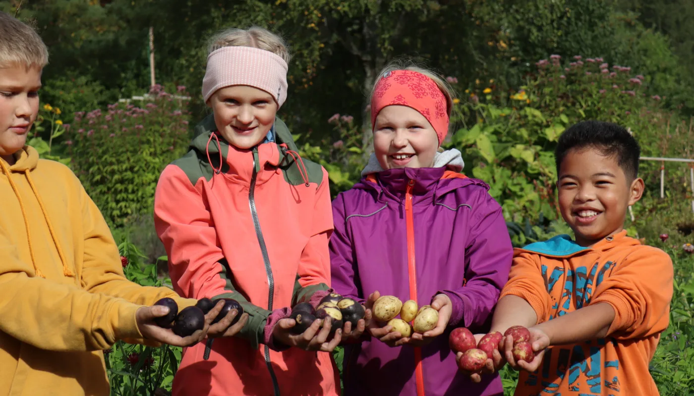 Breddebilde Høsting av poteter i Skolehagen (Foto: Vegard Botterli)