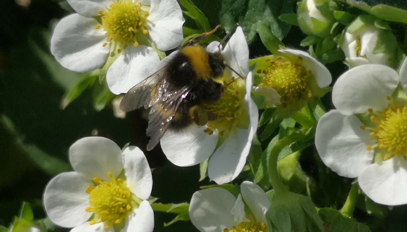 Pollibring Mørk Jordhumle (Bambus terrestris) på blomst av jordbær (Fragaria xananassa) (Foto: Atle Wibe)