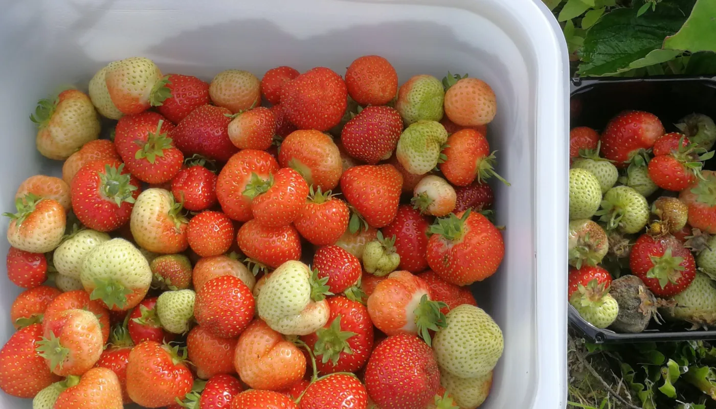Ozobot Jordbær behandlet med ozonert vann, friske bær til venstre og bær med gråskimmel til høyre (Foto: Atle Wibe)