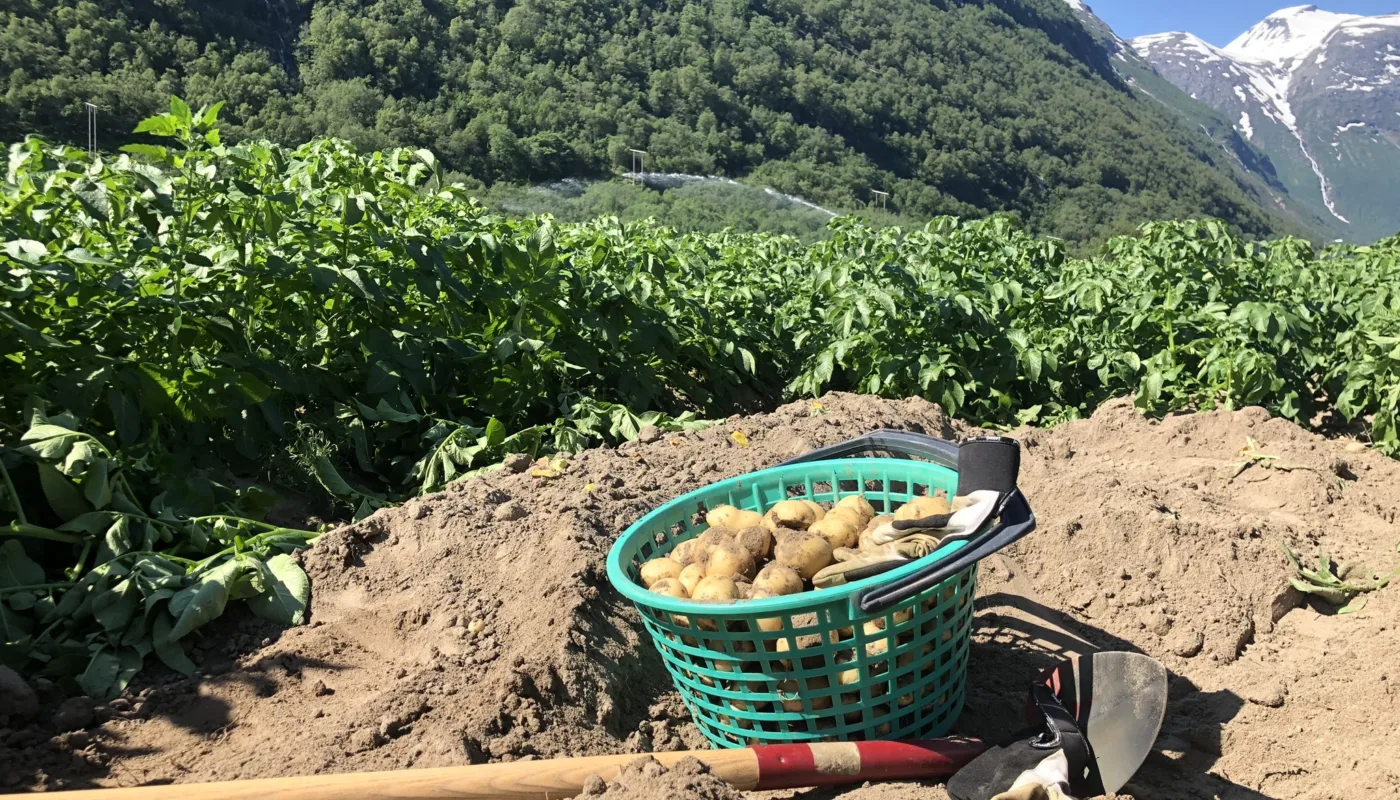 IMG 2011 Innhøsting av potet (Foto: Tatiana Rittl)