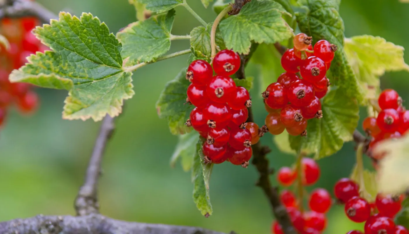 3263 Heading 3263 Heading