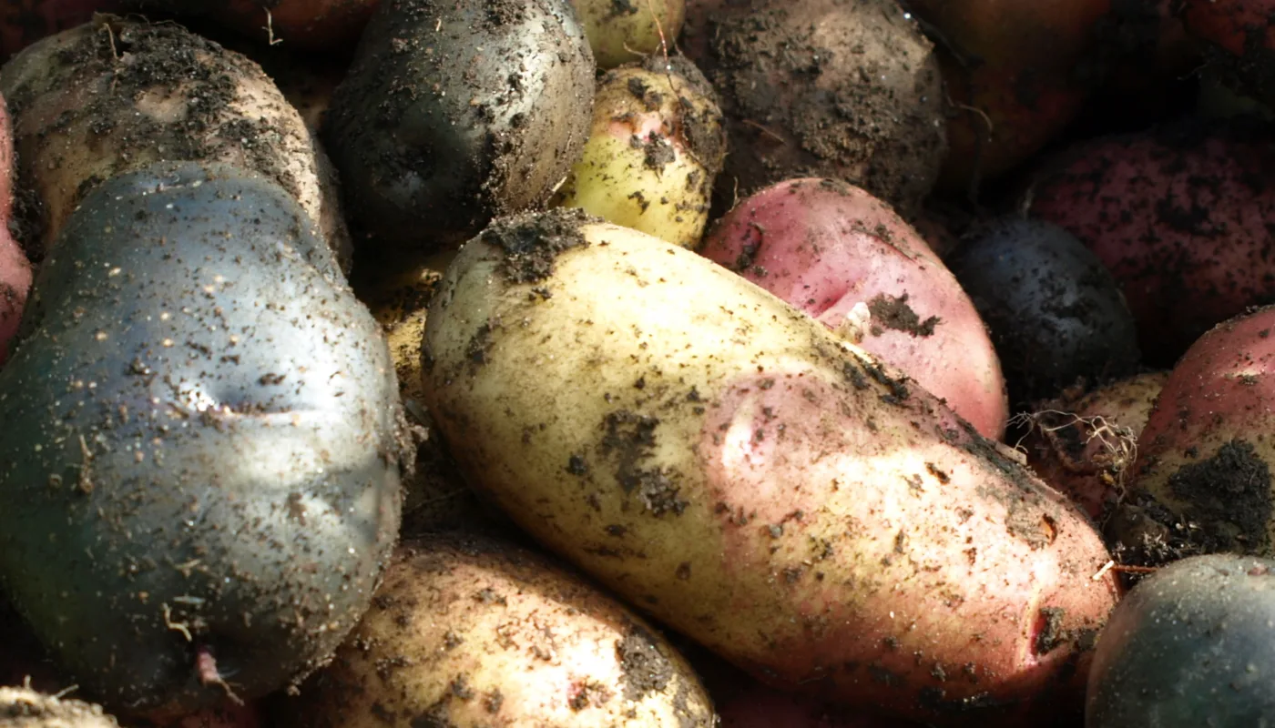 Heading kjokkenhagedagen 2023 Heading kjokkenhagedagen 2023