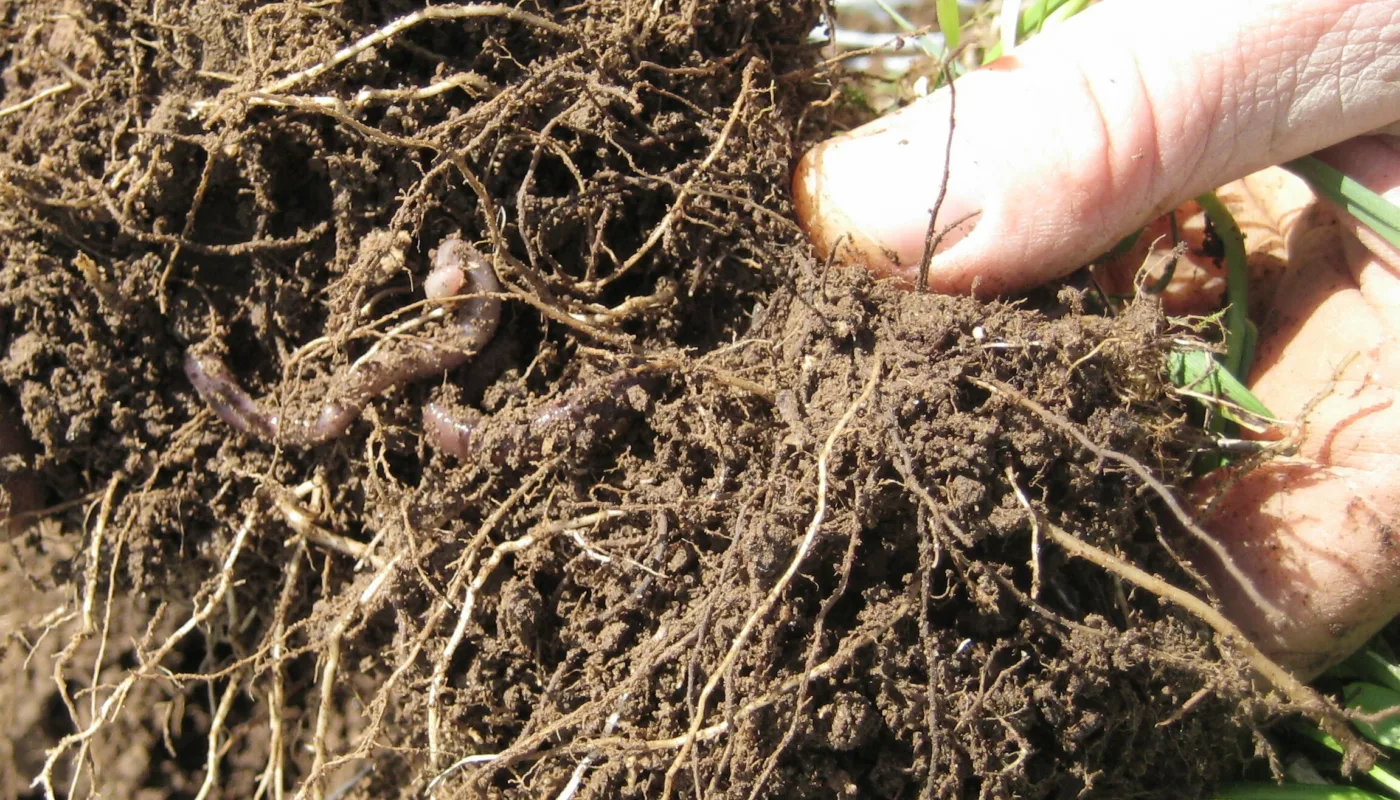 Jord rot mark utsnitt 4001 Foto Mona Ringnes og Reidun Pommersche Jord rot mark utsnitt 4001 Foto Mona Ringnes og Reidun Pommersche (Photo: Mona Ringnes og Reidun Pommeresche)