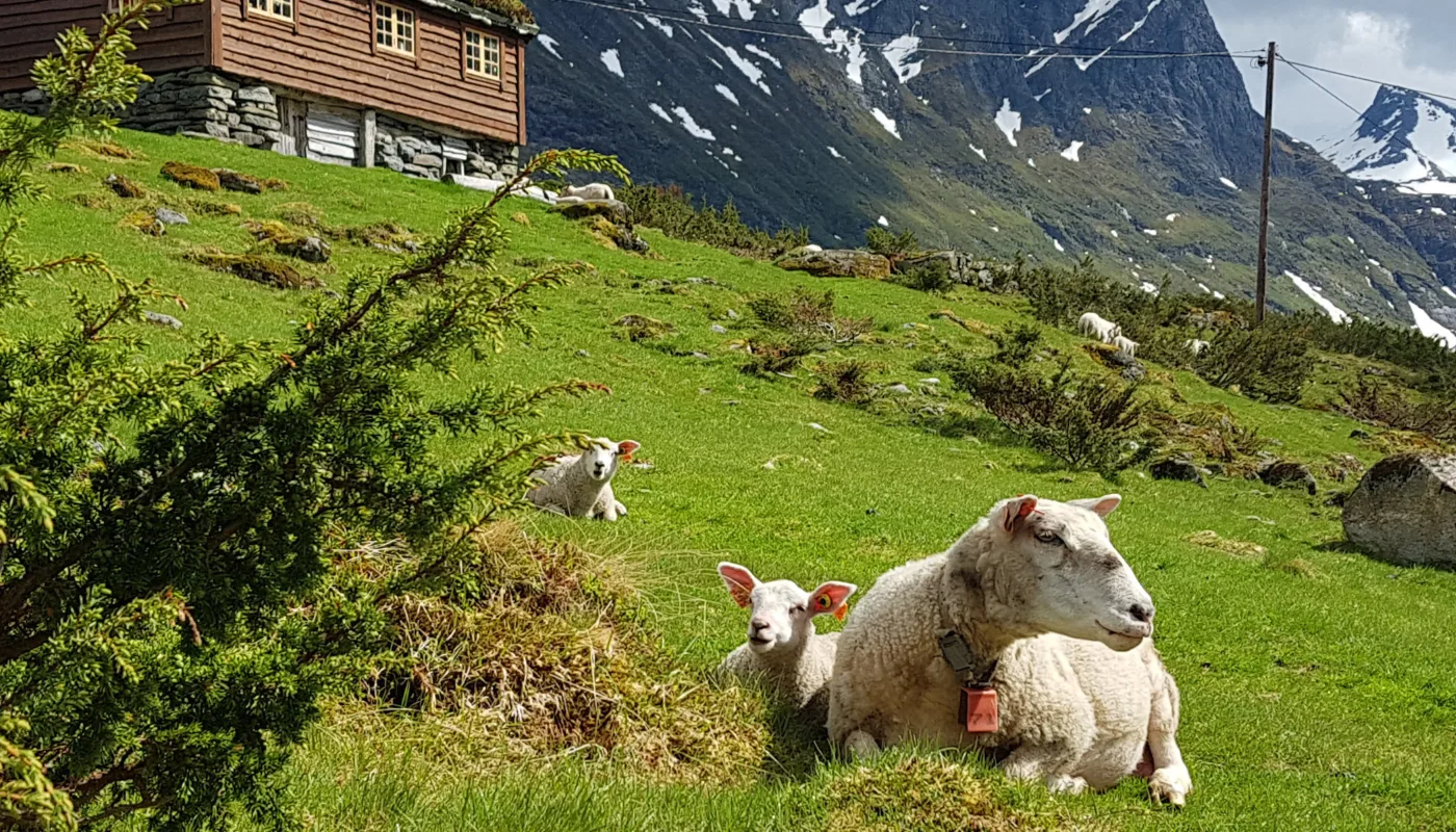 20190523 143358 Ved hjelp av sauen får vi kjøtt og fiber fra utmarka. (Foto: Rose Bergslid)