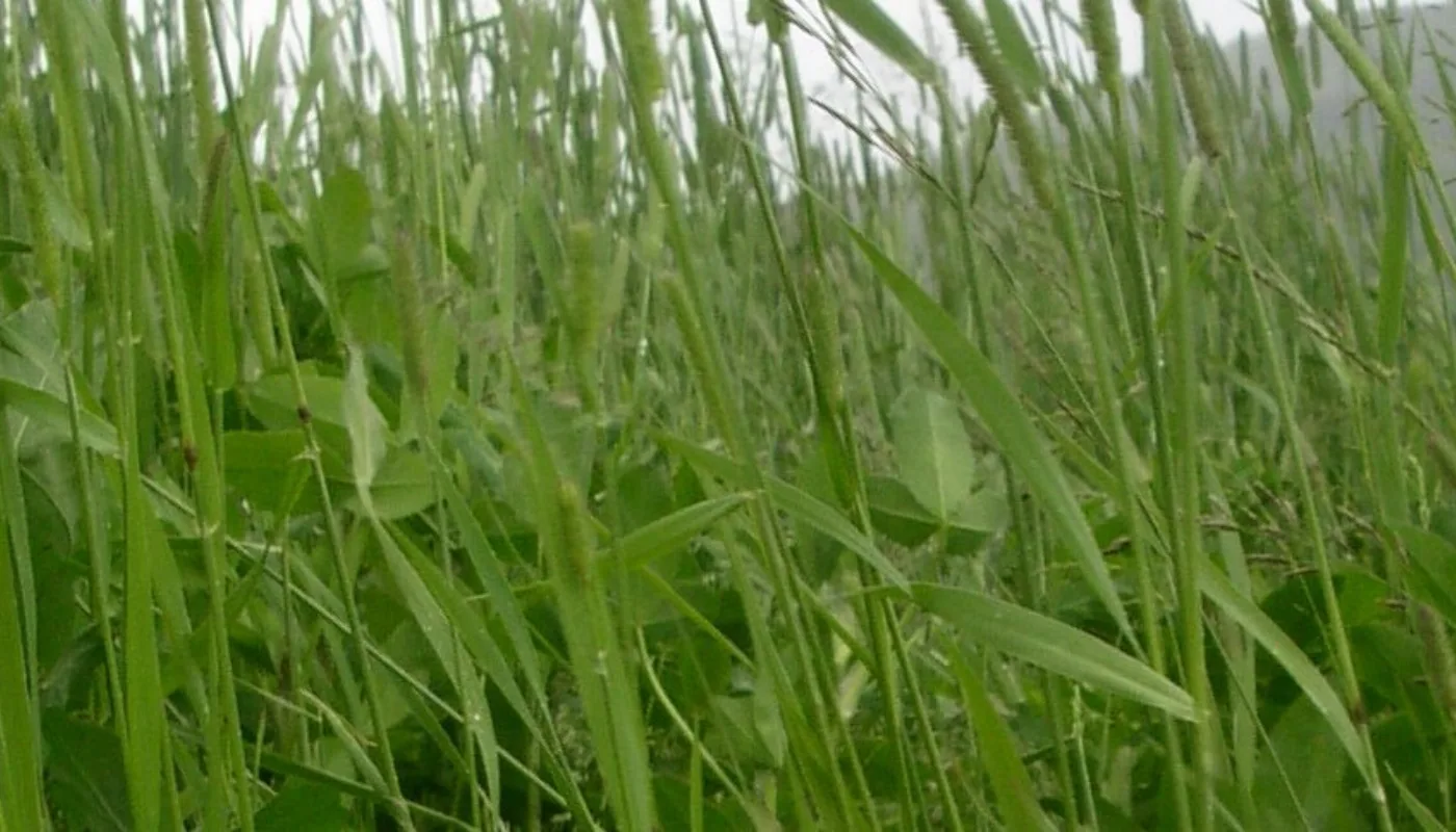 Bladproteiner Til For Sl 2005A Kan bladprotein av kløvergrasblanding bli fôr for svin? (Foto: Sissel Hansen)