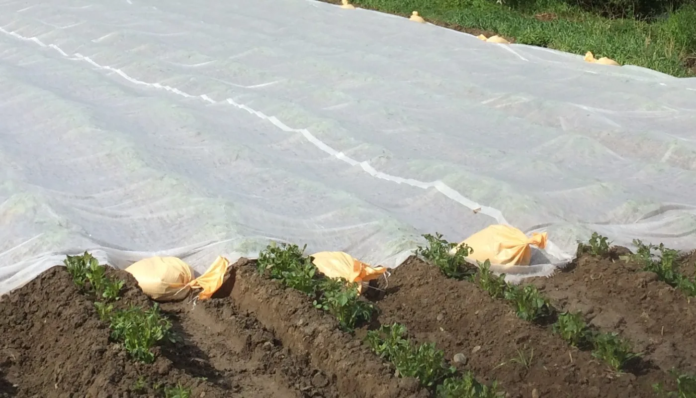 Åkeren Til Sunndalspotet Potetåker i Sunndal, mai 2019. (Foto: Anne-Kristin Løes)