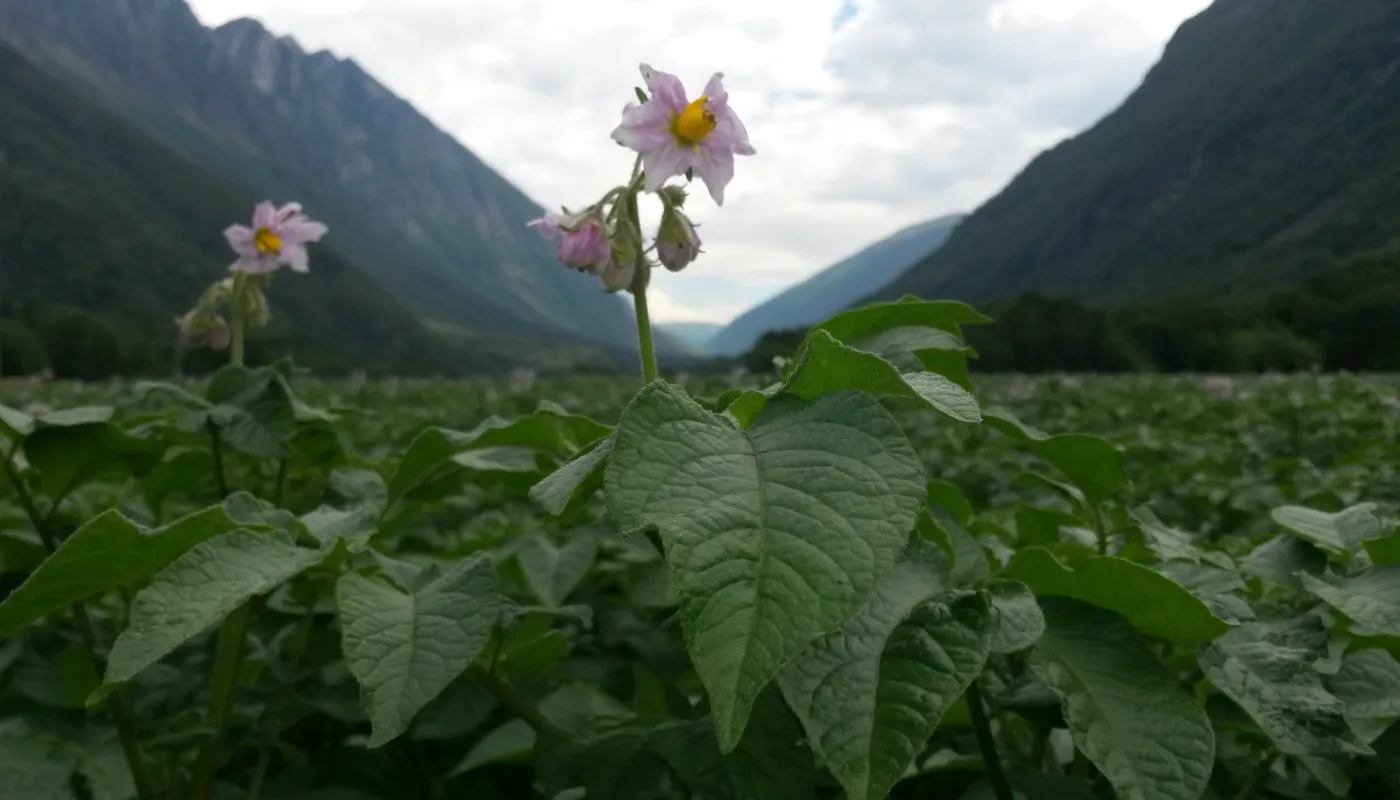Potetblomst Sunndal SIRKULÆRØKONOMI: Potetdyrkere i Midt-Norge ønsker seg mer mold i jorda. Norsøk skal finne ut om restråstoff fra tangforedling egner seg til formålet. (Foto: Tatiana Rittl)