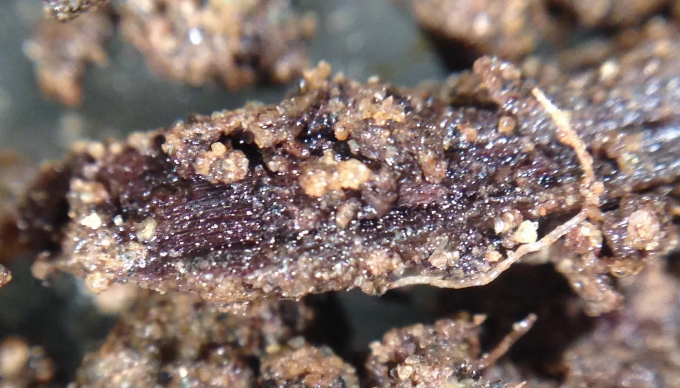 Bilde Til Nettside Prosjekt K Bep Organisk materiale under omdanning i jord . (Foto: Reidun Pommeresche)