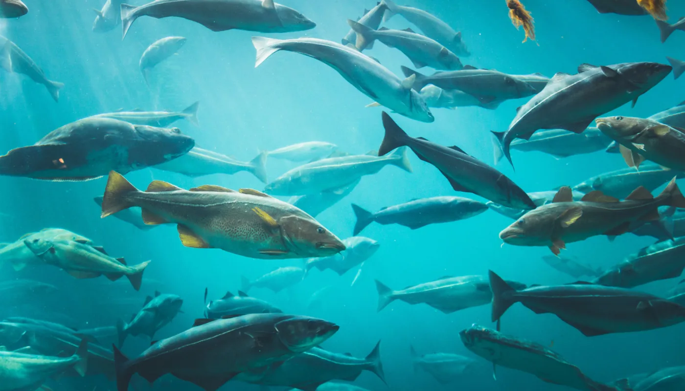 Torsk gjodsel SJØ OG LAND: Norge produserer enorme mengder organisk restmateriale fra marine industrier. Kan vi bruke dette til å lage grønn energi samtidig som vi får trygg gjødsel til landbruket? (Foto: Adobe express)