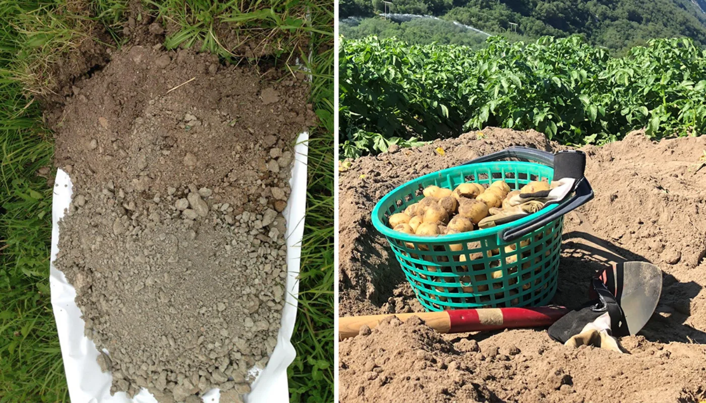 K Bep Toppbilde KARBONLAGRING: Karbon lagres ikke bare stillestående som organisk materiale i jord, men sirkulerer også i det biologiske kretsløpet fra planter til jord. Via ulike jordorganismer der noe av karbonet går ut i lufta igjen som CO2. NORSØK skal finne ut mer om hvor lenge karbonet holder seg i sandjord i eng- og potetproduksjon og om det er forskjeller i aktivitet og mengde av mikroorganismer (Foto: Reidun Pommeresche og Tatiana Rittl)