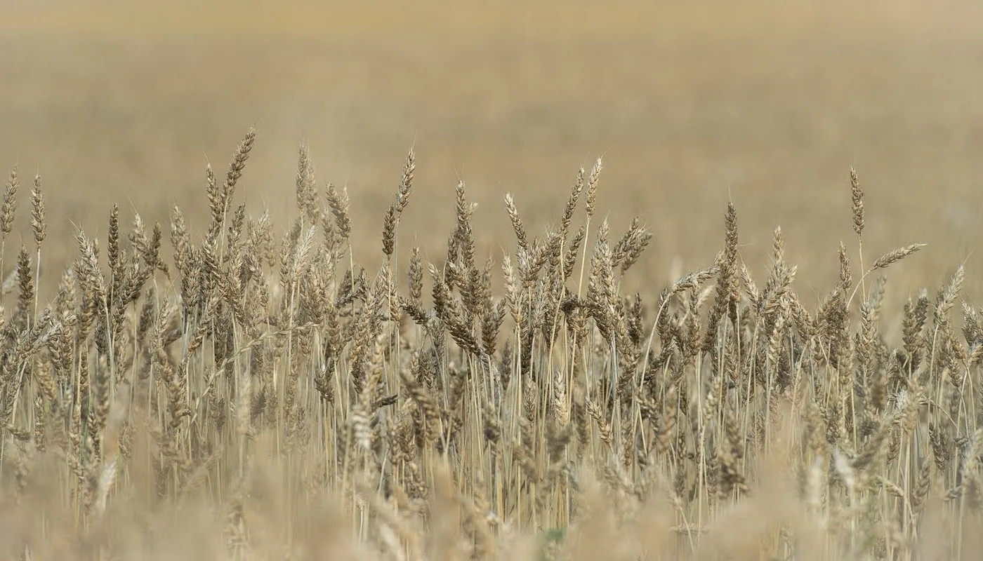 Kongtorp gård, Akershus Kongtorp gård, Akershus (Foto: Debio)