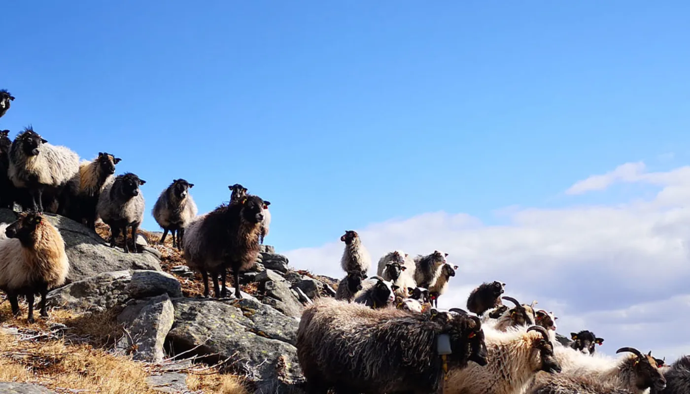 Redusert Lammetap Heading Gammelnorsk spelsau på lyngheibeite på Nerlandsøya (Foto: Kristin Sørheim)