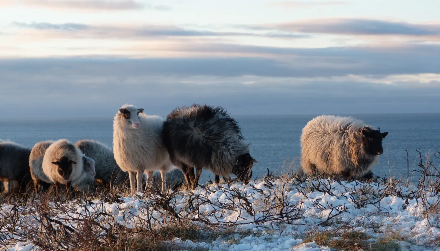 Gammelnorsk sau pa utegang Sorvaeret Villsau Gammelnorsk sau på utegang, Særværet Villsau. (Foto: Landbrukets Økoløft)