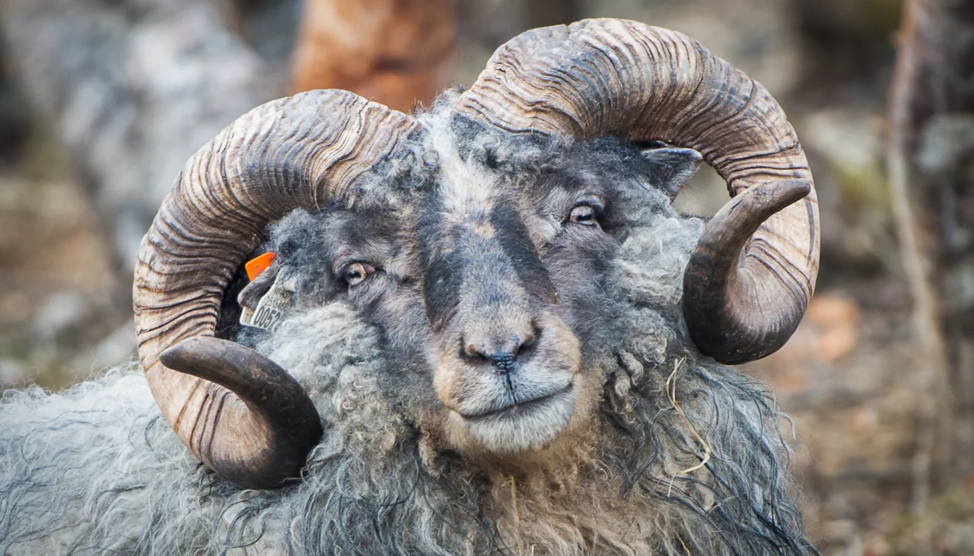 Gamml Norsk Spelsau Osmarka 16 1 Gamml Norsk Spelsau Osmarka 16 1 (Foto: Åse Trondstad)