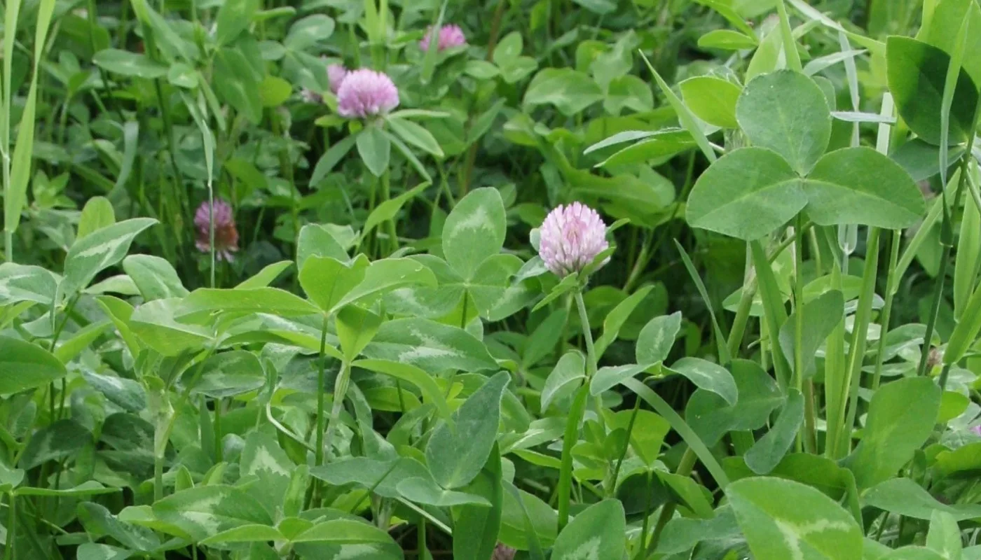 Klæver I Enga Heading Kløvereng Økologisk Jorde August 2009 Nær 3 Frodig kløvereng, godt utgangspunkt for en glad bonde. (Foto: Sissel Hansen)