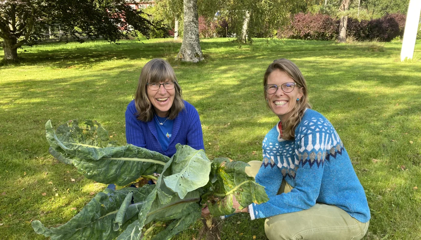 Sissel og Tatiana Residuegas Forskerne Sissel Hansen og Tatiana Rittl holder kålblader. Sammen med en rekke nasjonale og internasjonale samarbeidspartnere har de vært med å finne ut at denne typen friske og umodne planterester gir store utslipp av den sterke klimagassen lystgass. (Foto: Solveig Johnsen)