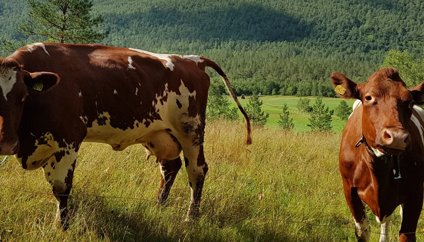 Ku pa beite i Nerdalen Ku på beite i Nerdalen (Foto: Ildri Kristine (Rose) Bergslid)