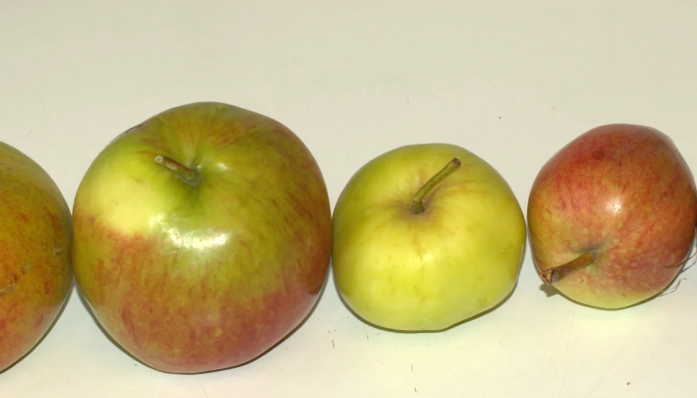 Eplerad Eplerad (Foto: Susanne Friis Pedersen)