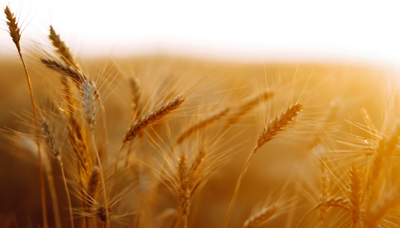 Okologisk korn TRENGER MER: Det må dyrkes mer økologisk korn i Norge for å dekke etterspørselen og minske importen. (Foto: Adobe express)
