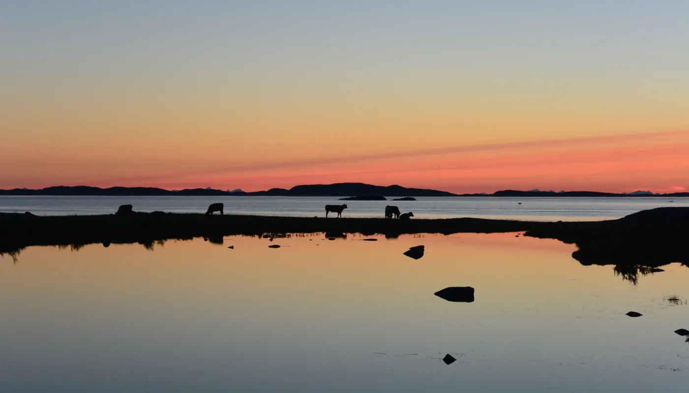 DSC 1082 Ungdyr på Kjerringøy. (Foto: Rose Bergslid)