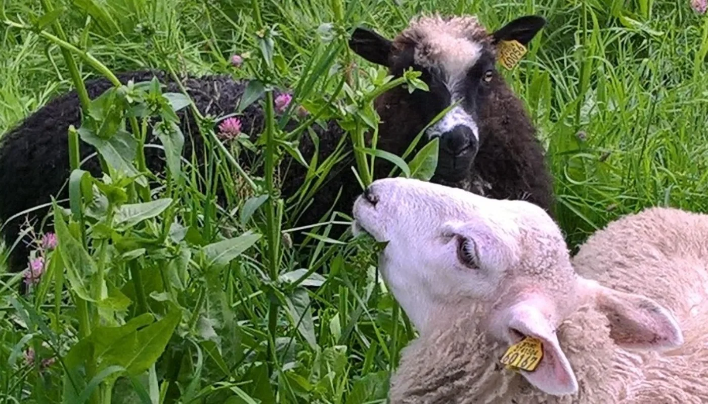 Sikori 3 Sikoriplanten har effekt mot parasitter hos lam. (Foto: Kristin Sørheim)