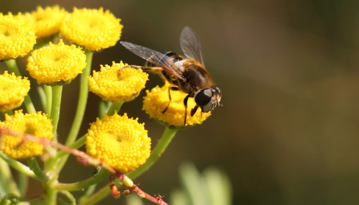 Beespoke Heading Beespoke Heading (Foto: Atle Wibe)