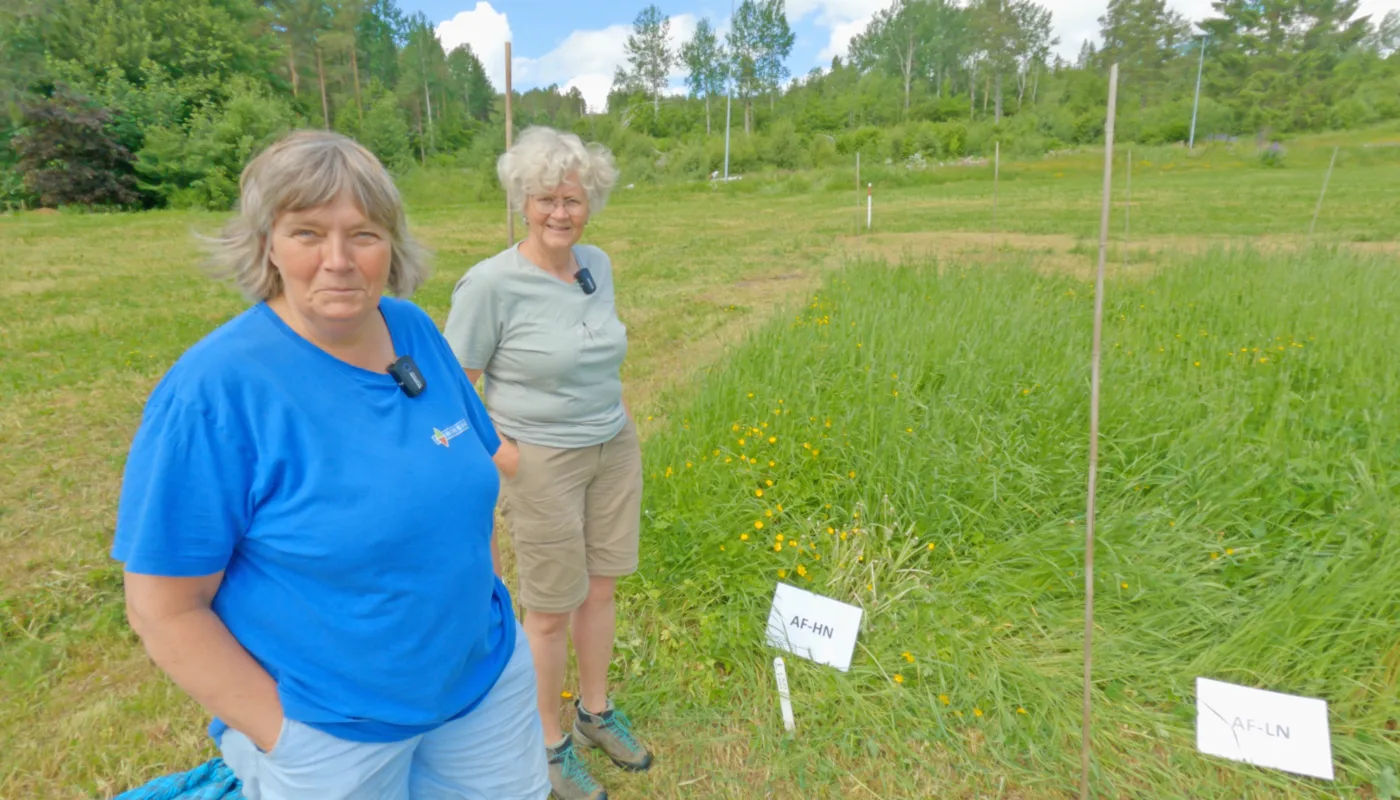 Anne Kristin og Anne Seasoil Senior Researcher Anne-Kristin Løes (NORSØK) with research technician Anne de-Boer (NIBIO) at the experimental field in Tingvoll. (Photo: Vegard Botterli)