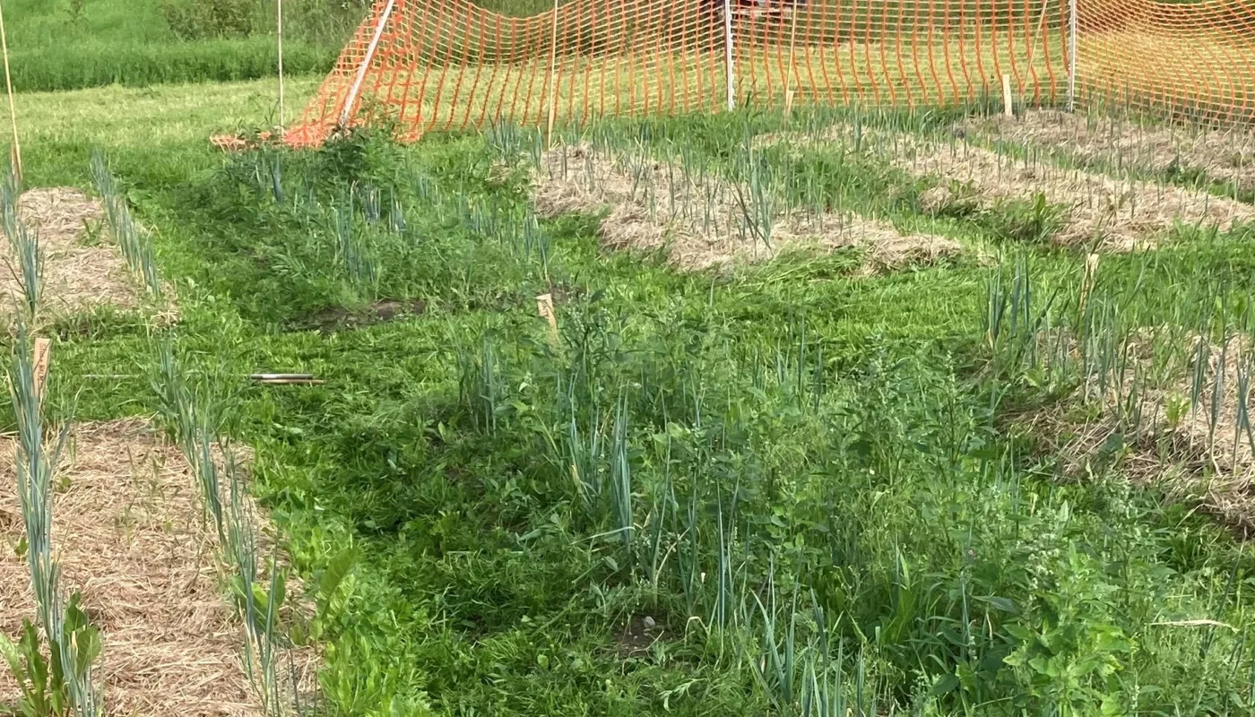 Hakket Bedre Heading Mulching the plots with roundbale silage from the previous season was efficient as a weed control in the field trial at Tingvoll in 2021. On the control plots the leek plants were hidden in various weeds 7 week after planting. (Photo: Anne-Kristin Løes)