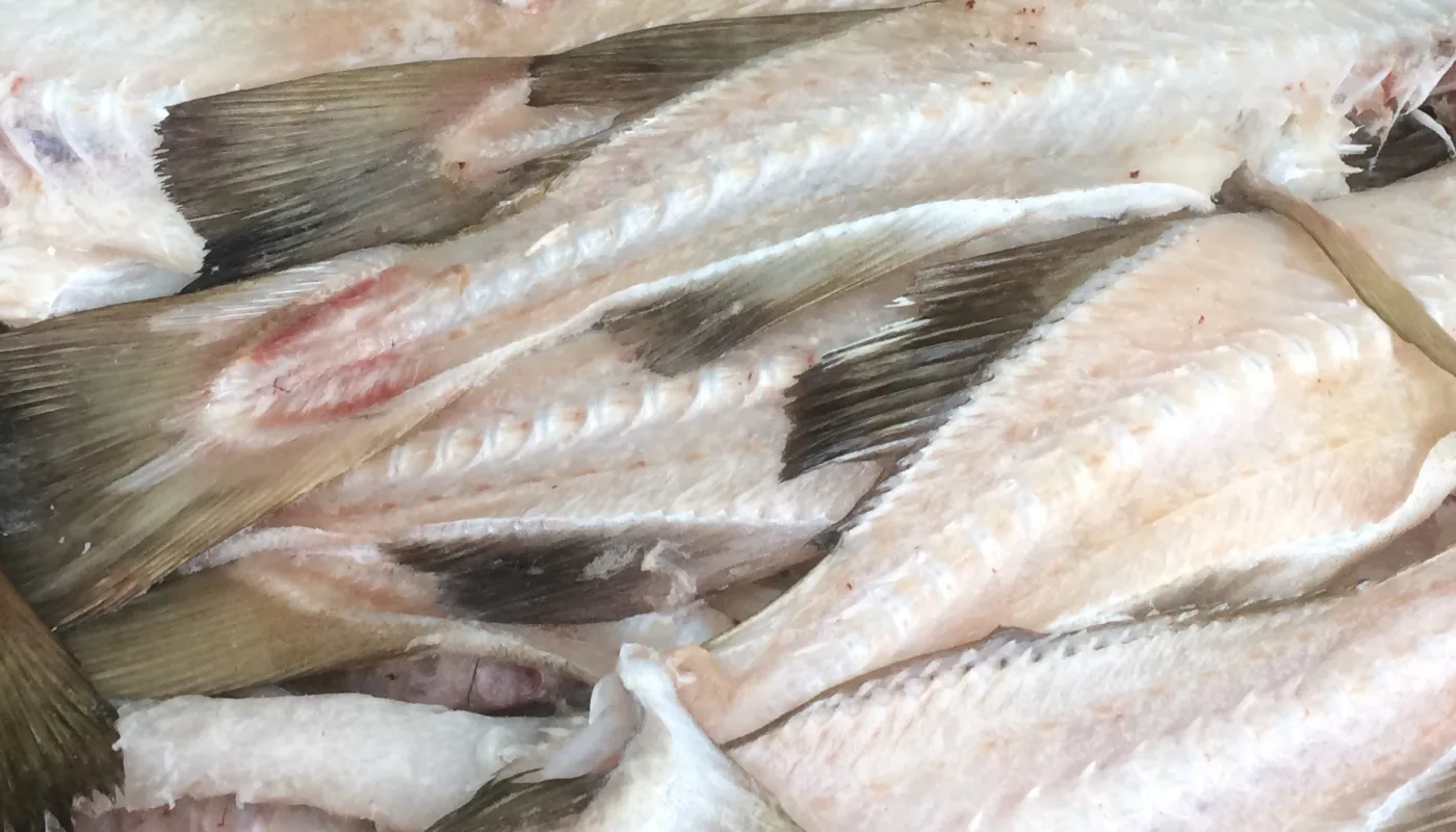 Marigreen Heading Torskerygger fra klippfiskproduksjon. (Foto: Anne-Kristin Løes)