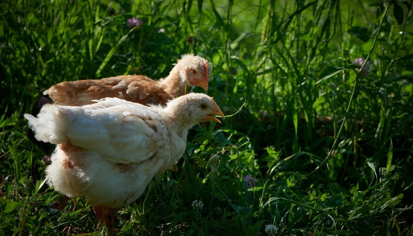 Frittgående fjørfe Økologiske fjørfe nyter en dag ute i sola (Foto: Steffen Adler)