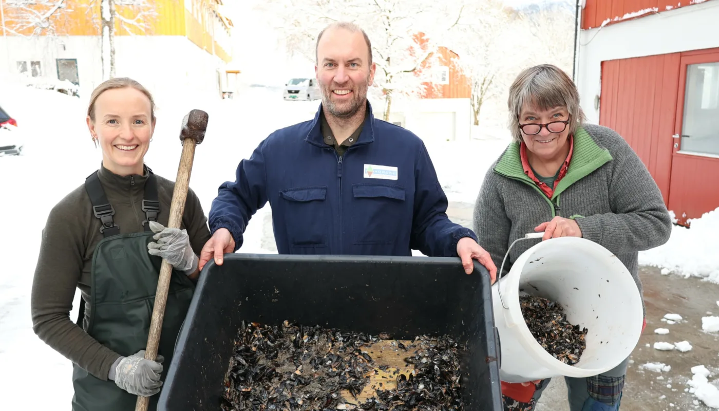 Blaskjell Anniken Fure Stensrud, Joshua Cabell og Anne-Kristin Løes knuser blåskjell til komposten. (Foto: Vegard Botterli)
