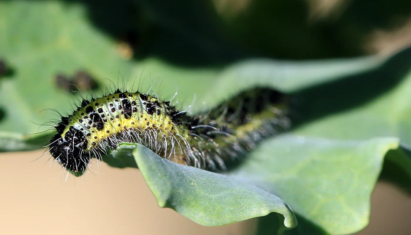 Kålsommerfugllarve SKADEGJØRER STYRT AV DUFT: For mange skadegjørere som kålsommerfuglen er lukt viktig når sted for egglegging skal velges. Om man kan forstå hvordan disse duftstoffene fungerer kan man kanskje unngå angrep på nytteplanter i matproduksjon.