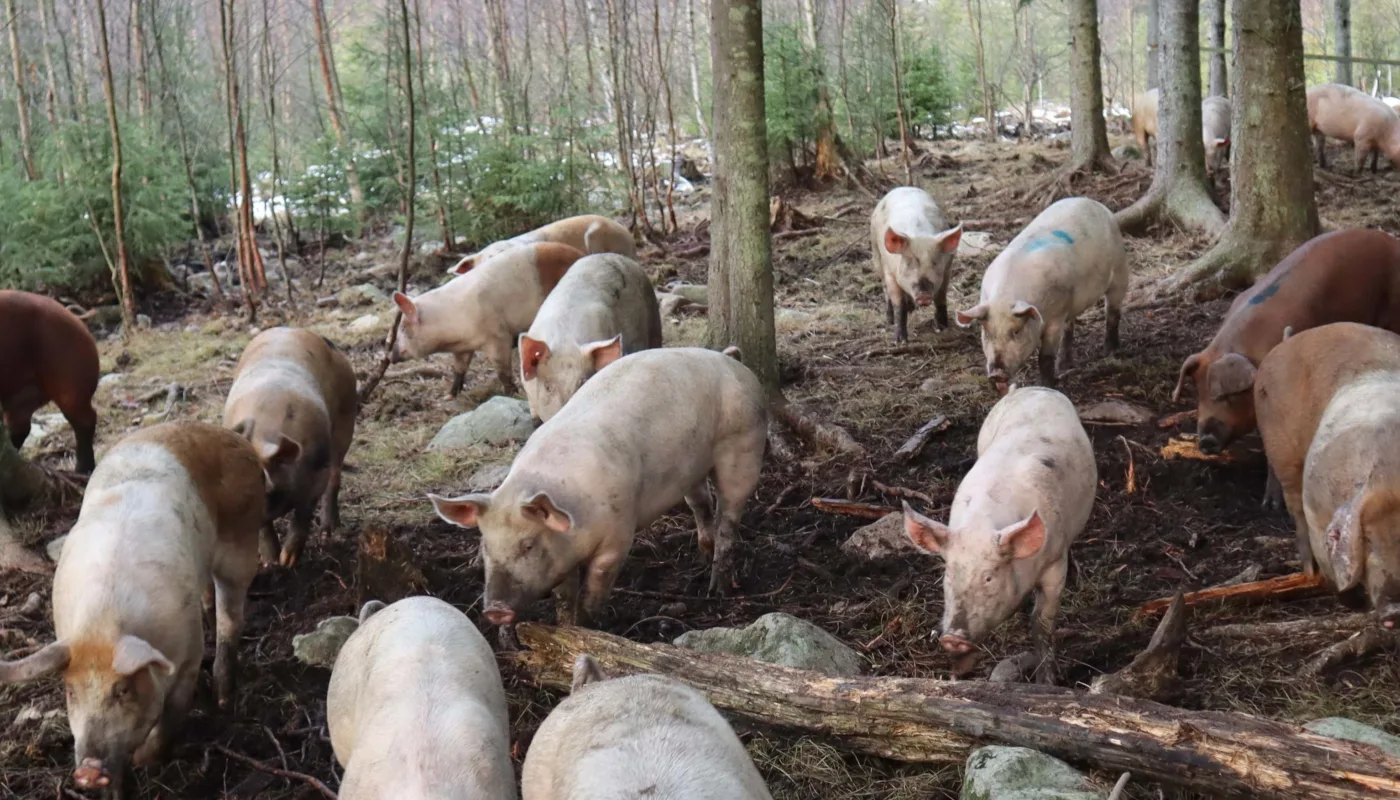 Roamfree Heading Skogsgris ute på beite i Norge. (Foto: Rose Bergslid)