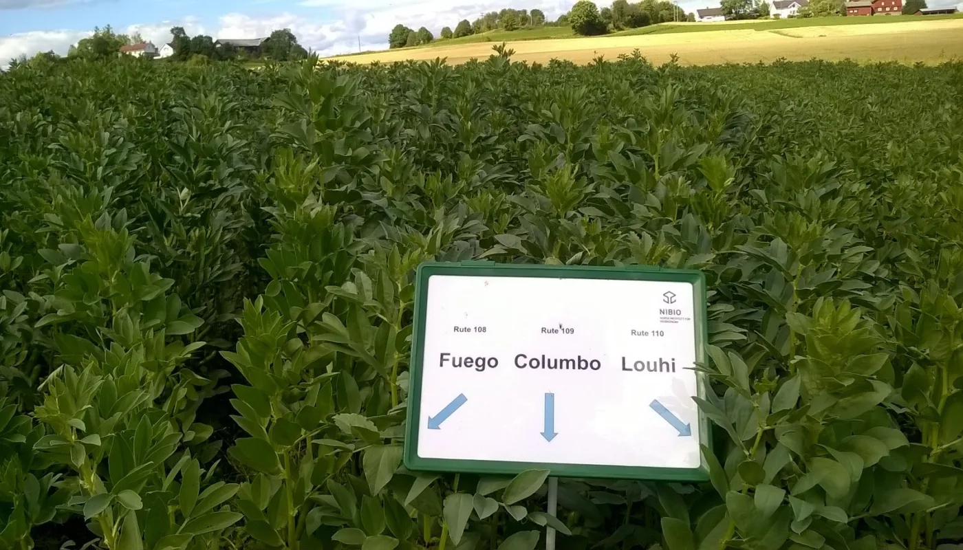 Åkerbønnesorter Apelsvoll Gls Åkerbønner er en av kulturene i prosjektet. Her utprøving av ulike åkerbønnesorter i regi av NIBIO Apelsvoll. (Foto: Grete Lene Serikstad)