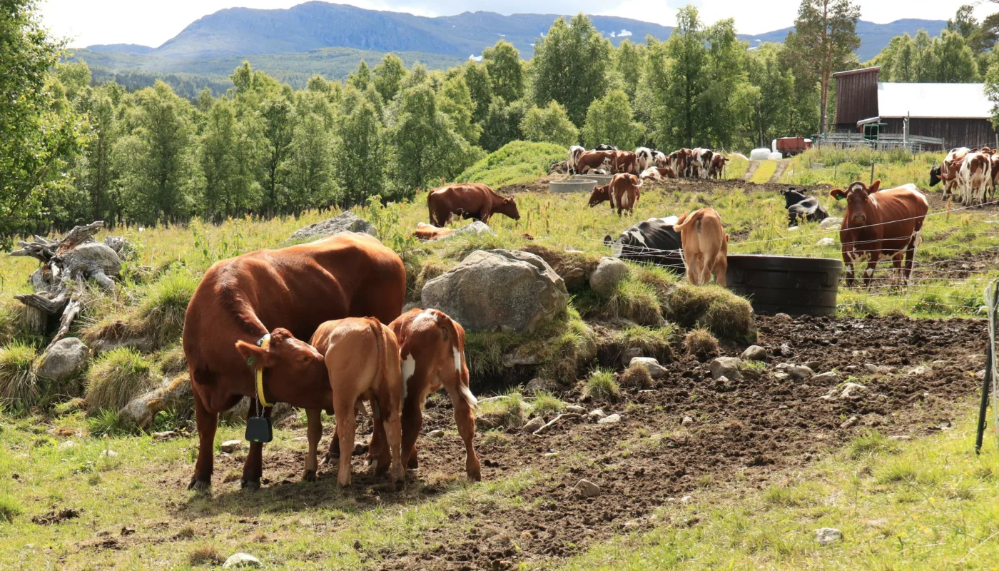 Ku Kalv heading Ammetante med to kalver som dier på beite. (Foto: Vegard Botterli)