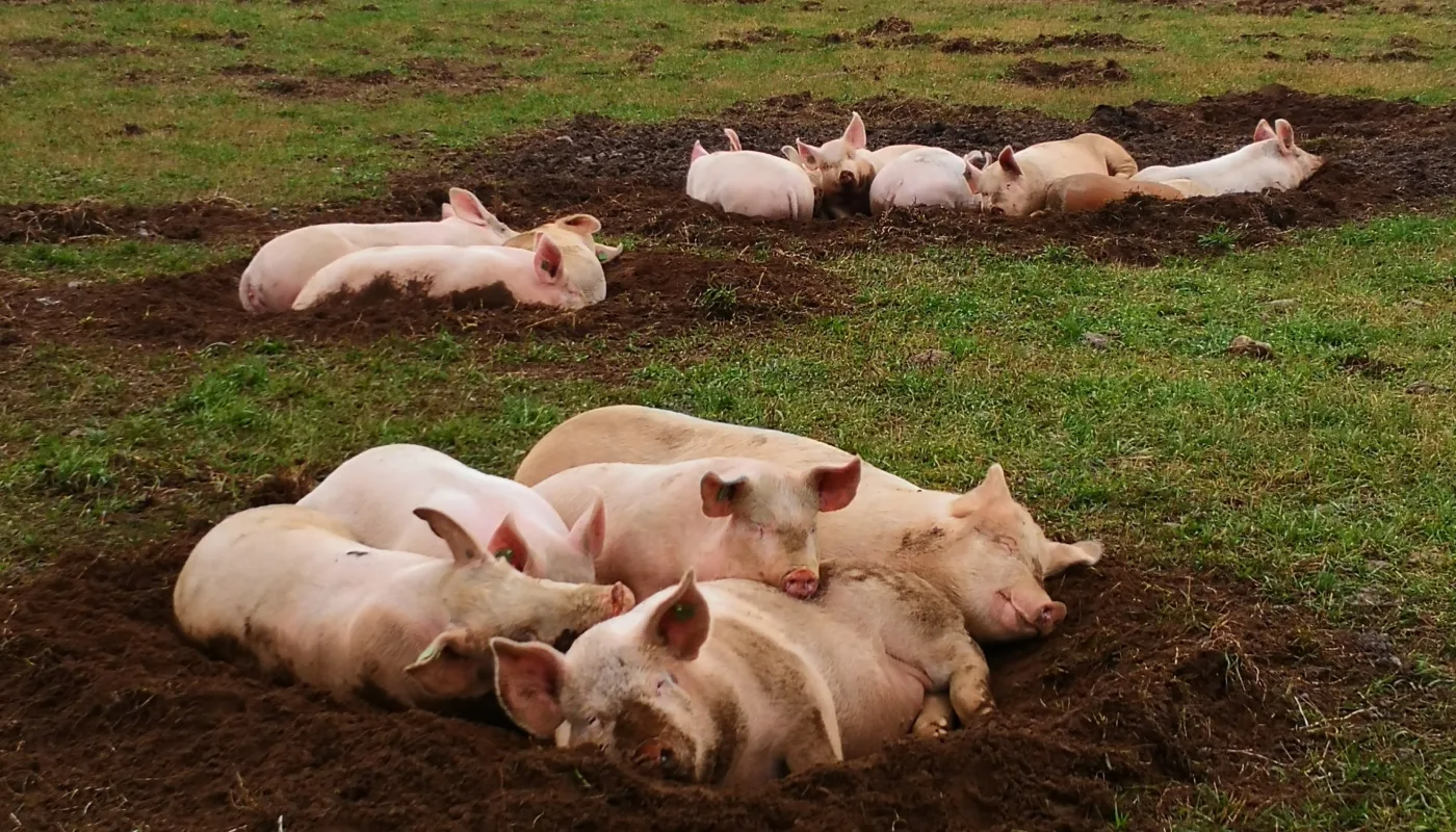 Laeringsmateriell okodyr heading Utegris: så godt kan de ha det (Foto: Berit Blomstrand)