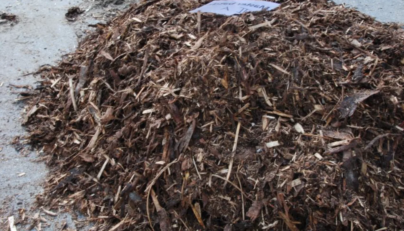 Plantebaserte midler mot parasitter heading 4. Alternative midler til bruk mot parasitter: bark fra furu og gran kan være et effektivt middel mot parasitter hos husdyr (Foto: Berit Blomstrand)