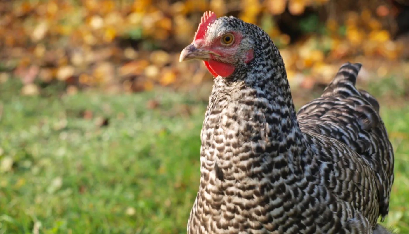 Plymouth Rock Chicken Kombihøns: Det er høns av typen plymouth rock som ble brukt i forsøket. (Foto: Wikimedia commons)