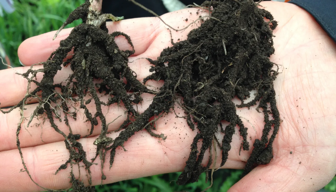 Terra Nordica heading Samarbeid mellom nordiske land om jordhelse og agroøkologi. (Foto: Reidun Pommeresche)