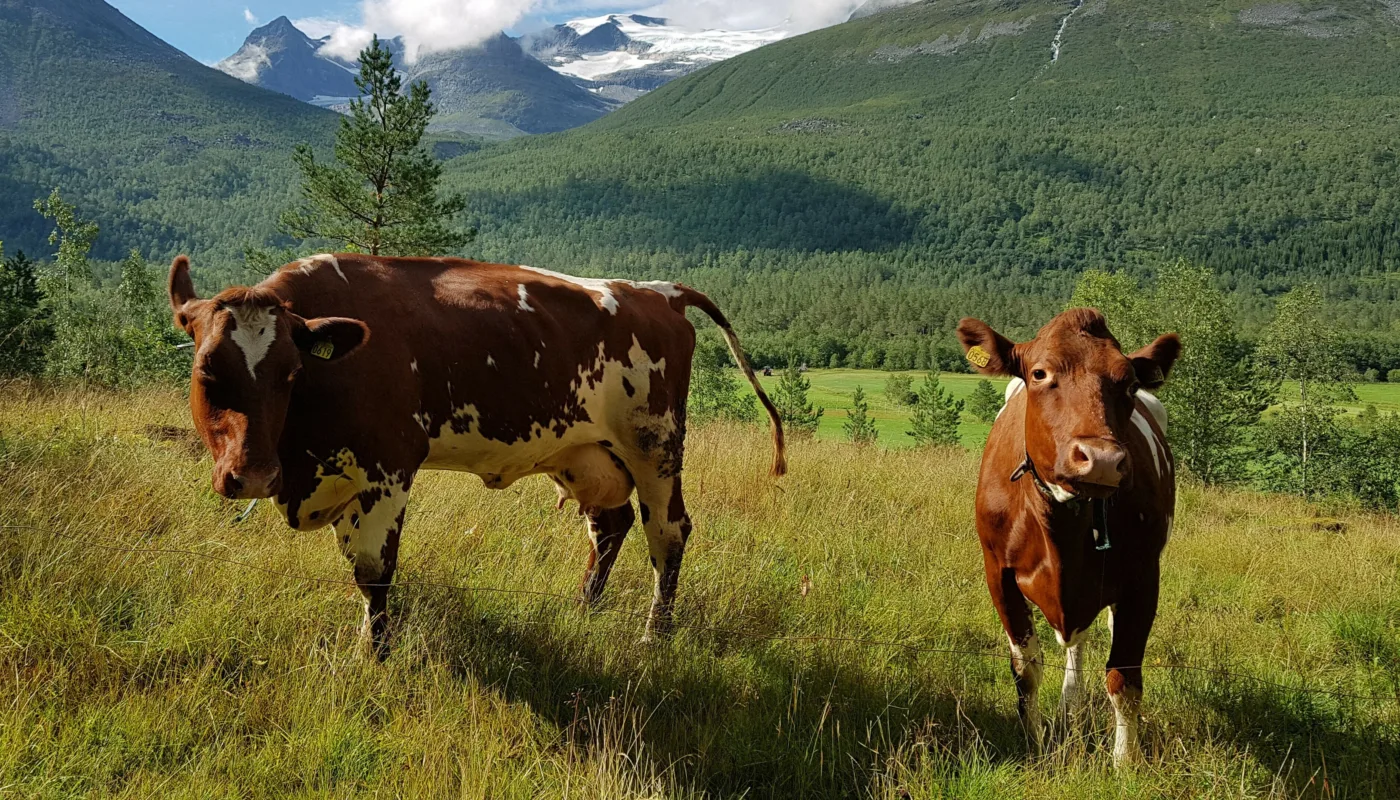 Ku pa utmarksbeite Melkekyr i utmark vil vi se mer av. Kan mobile melkeroboter bidra til dette? (Foto: Rose Bergslid)