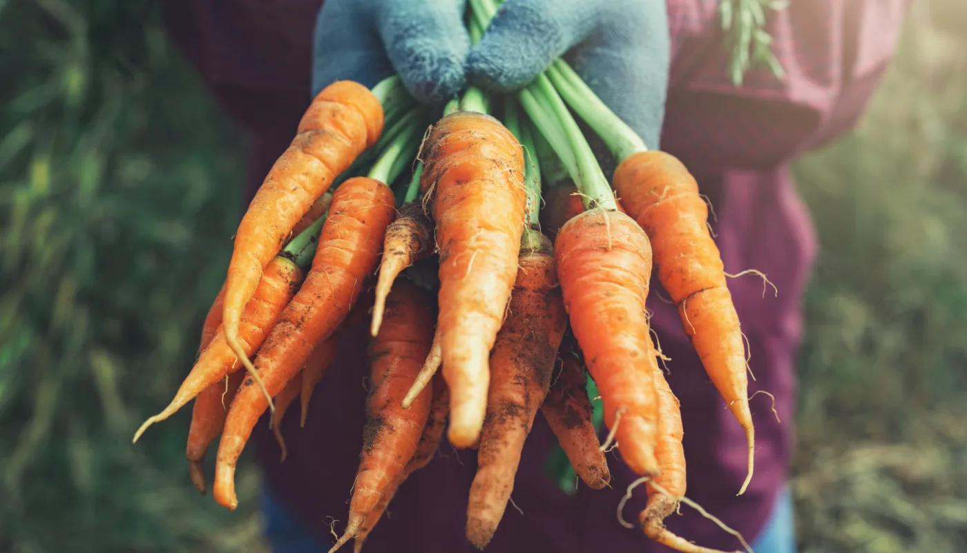 Gulrot ozon Samfunnet mister store mengder grønnsaker på lager. Kan gassen Ozon hjelpe oss med å sørge for at flere grønnsaker kommer helt fram til middagstallerkenen? (Foto: Adobe)