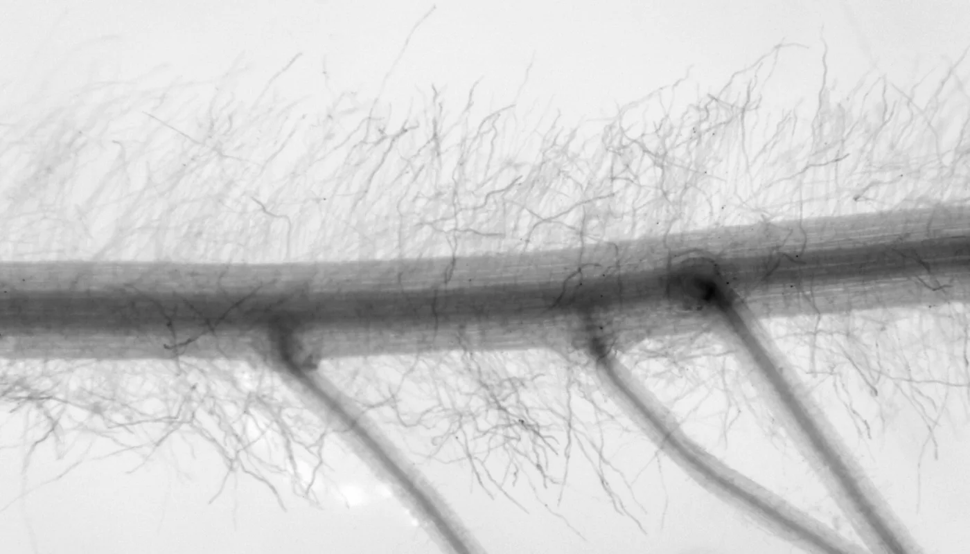 Pp Rot 1 M Alt Pp Rot 1 M Alt