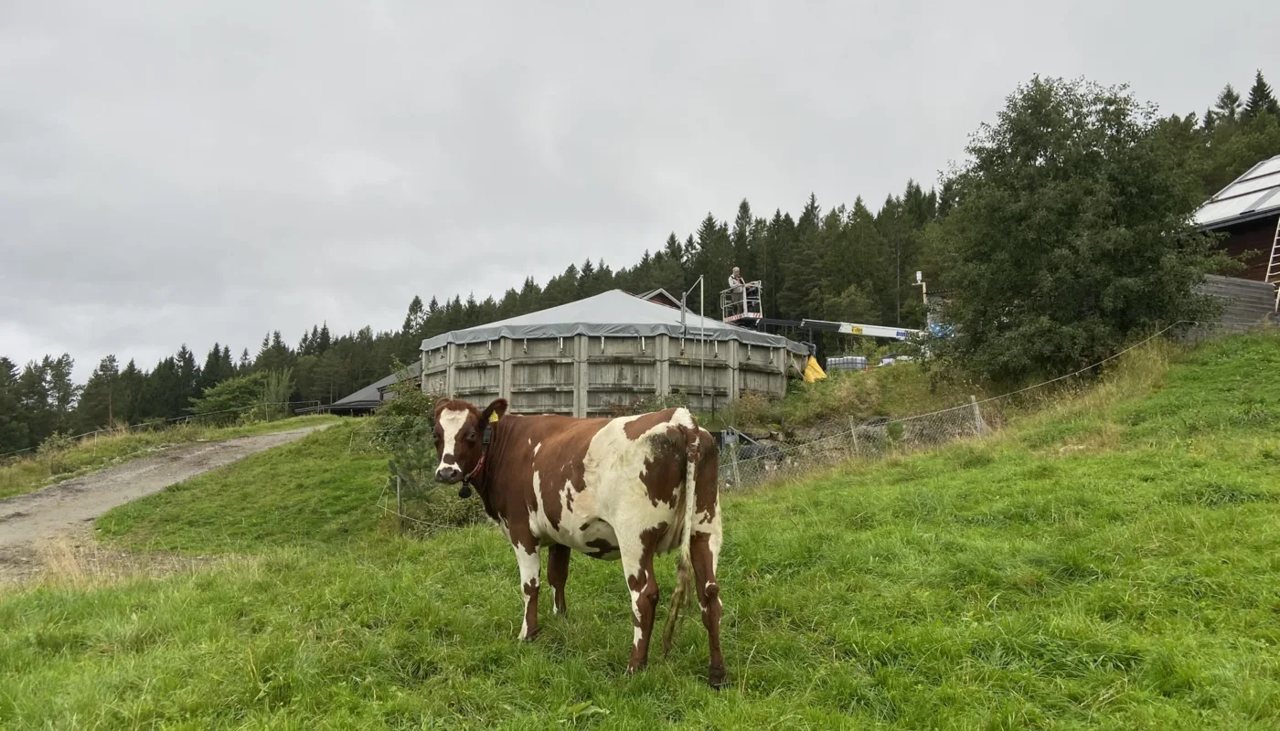Klimagassutslipp fra blotgjodsel Gjødsellageret på TIngvoll gard. (Foto: Sissel Hansen)