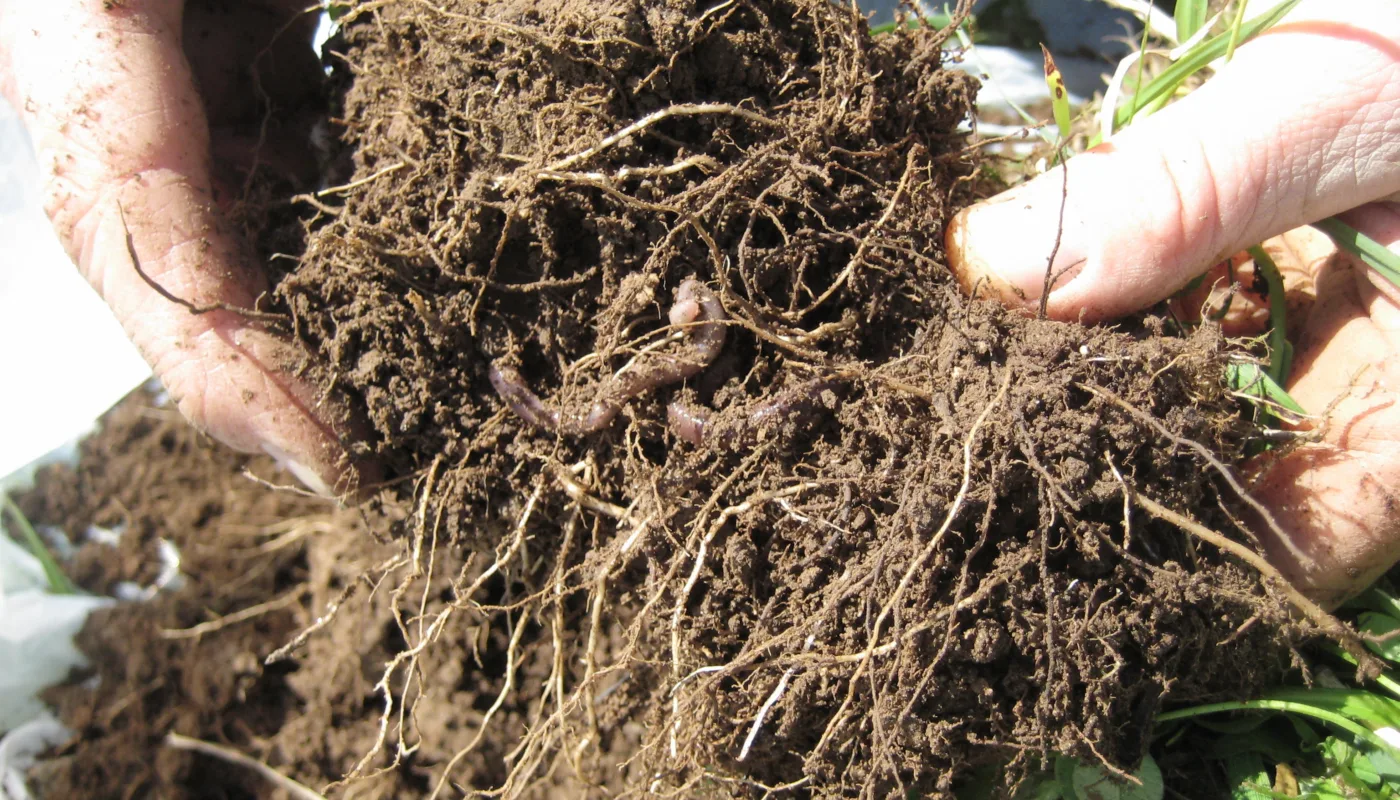 Matjord Matjord (Foto: Mona Ringnes og Reidun Pommersche)