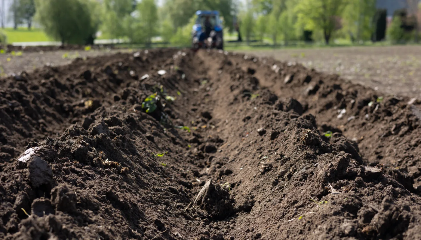 Potetdyrking Potet er en av de viktigste matplantene vi har. Hvordan kan vi utnytte denne viktige ressursen enda bedre gjennom sirkulærøkonomi? (Foto: Vegard Botterli)